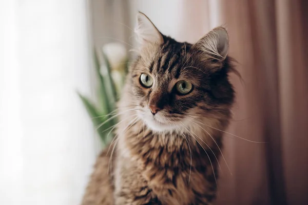 Portret pięknego kota — Zdjęcie stockowe