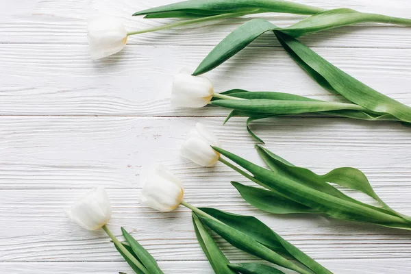 Krásné bílé tulipány — Stock fotografie