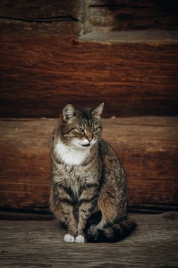 ahşap katta oturan kedi