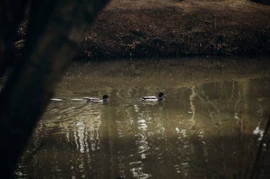 Gölde yüzmeye havuzumda