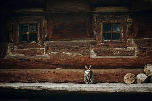 Chat assis près de la maison en bois — Photo