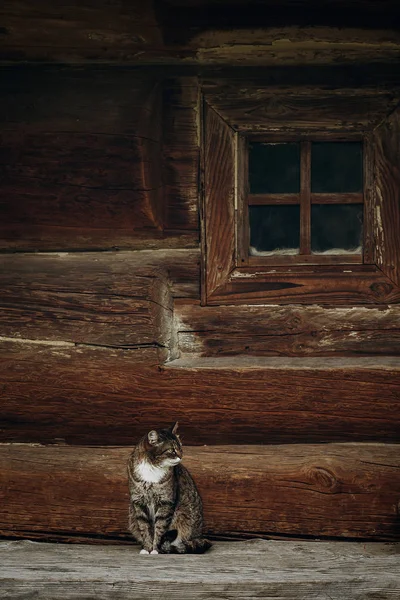 Kat, zittend in de buurt van houten huis — Stockfoto