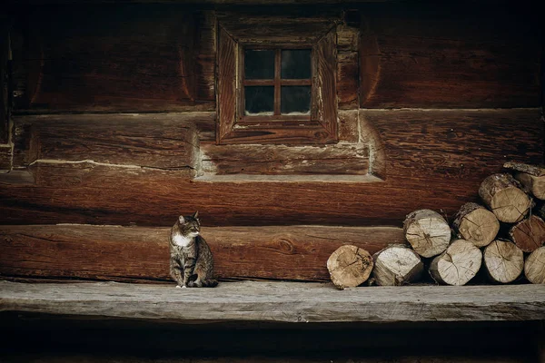 Kat, zittend in de buurt van houten huis — Stockfoto