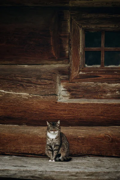 Gato no fundo de madeira — Fotografia de Stock