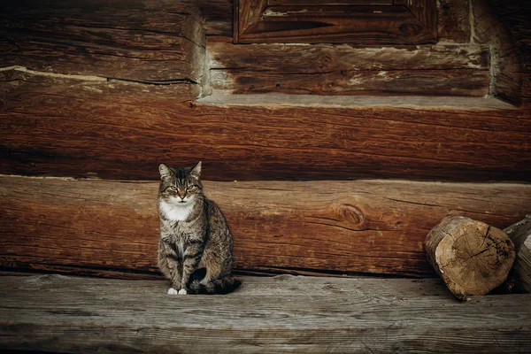 Kat op hout achtergrond — Stockfoto