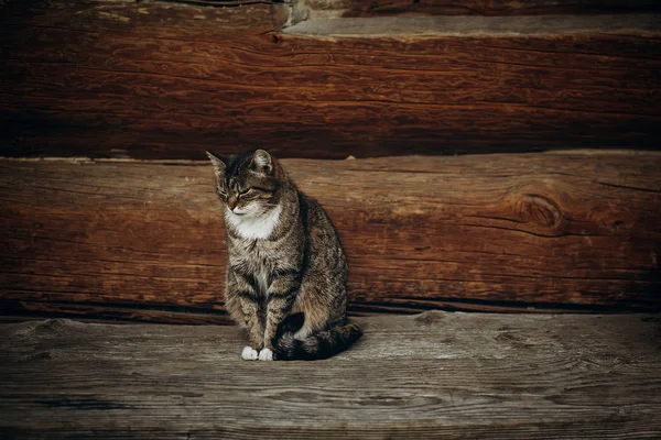 Kat, zittend op houten vloer — Stockfoto