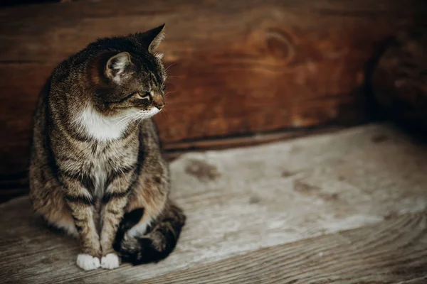 Kot siedzi na drewnianej podłodze — Zdjęcie stockowe