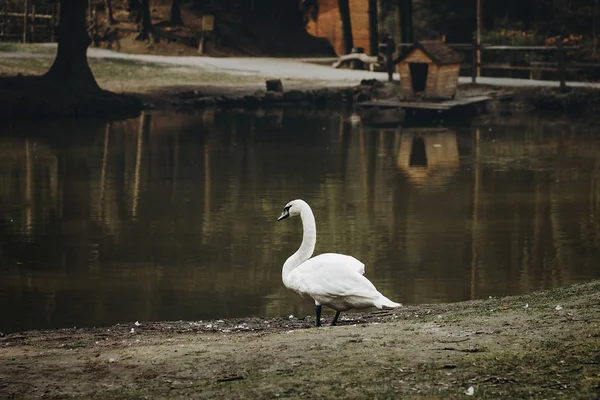 Bílá labuť stojící u rybníka — Stock fotografie