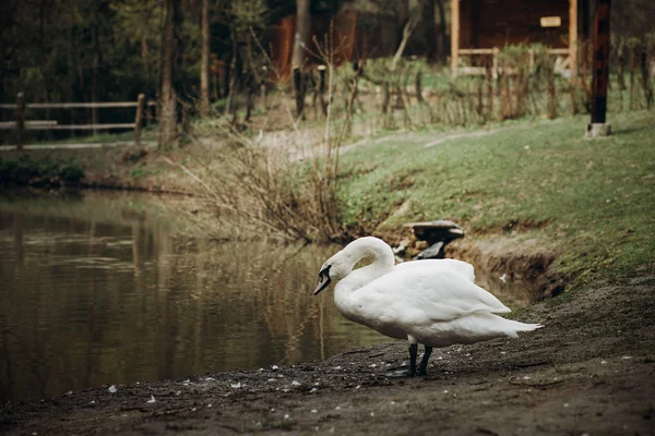 White swan standing near pond — Stock Photo, Image