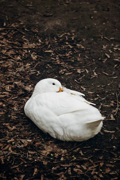Біла качка відпочиває на землі — стокове фото