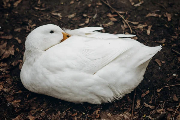 White duck resting on ground — Stock Photo, Image