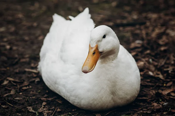 White duck resting on ground — Stock Photo, Image