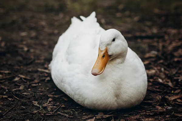 White duck resting on ground — Stock Photo, Image