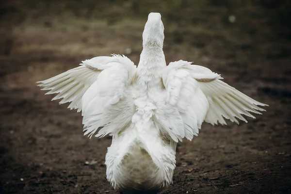 Pato blanco alas extendidas —  Fotos de Stock