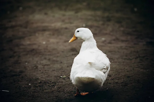 Farm duck in yard — Stock Photo, Image