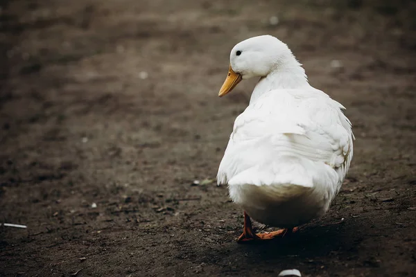 Pato de granja en el patio — Foto de Stock