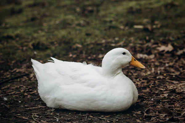 Fehér kacsa pihen a föld — Stock Fotó