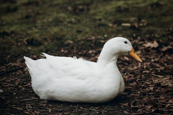 Fehér kacsa pihen a föld — Stock Fotó