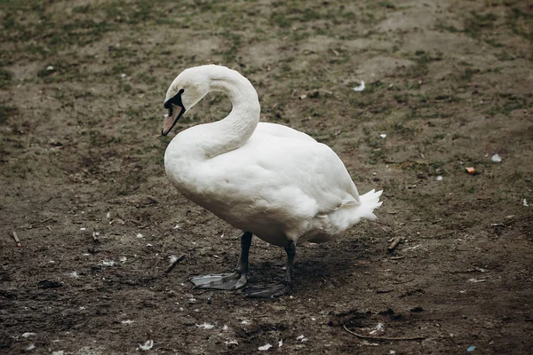 Pássaro cisne branco — Fotografia de Stock