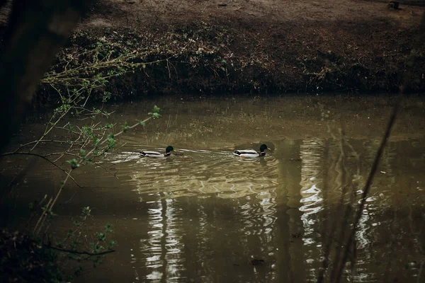 Canards colverts nageant dans le lac — Photo