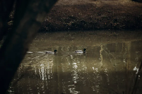 Mallards swimming in lake — Stock Photo, Image