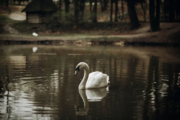白い白鳥が池で泳いでいて — ストック写真