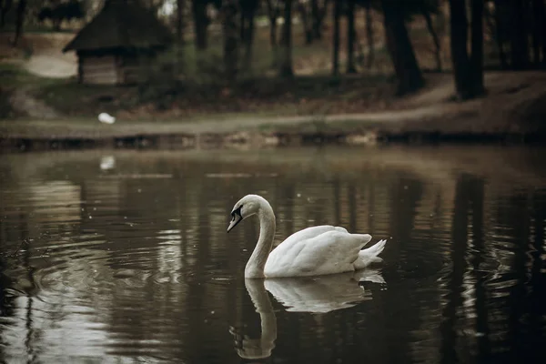 Cisne branco nadando na lagoa — Fotografia de Stock