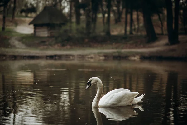 White swan swimming in pond — Stock Photo, Image