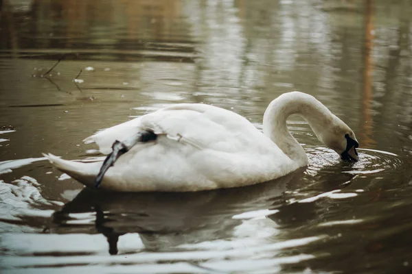 白鳥の湖で泳いで — ストック写真