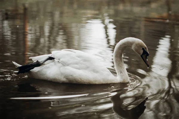 Swan swimming in lake — Stock Photo, Image