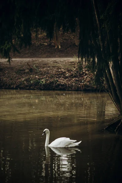 白い白鳥が池で泳いでいて — ストック写真