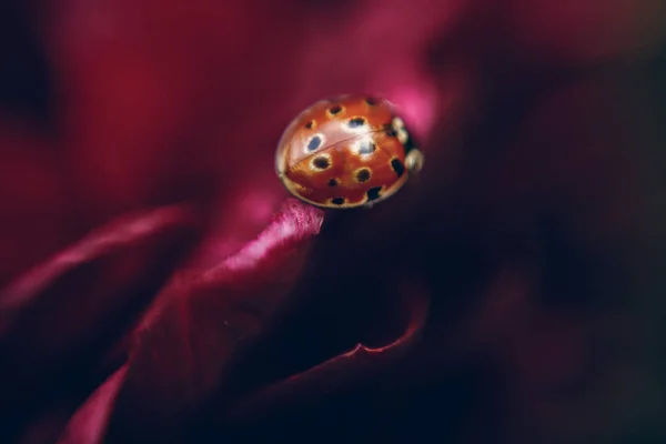 Ladybug on red flower — Stock Photo, Image