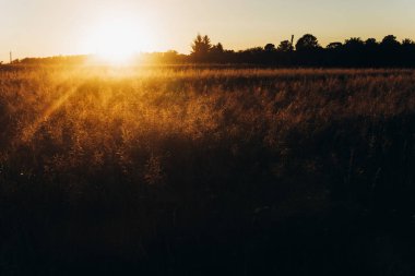 Yaz Field'da günbatımı ışınları