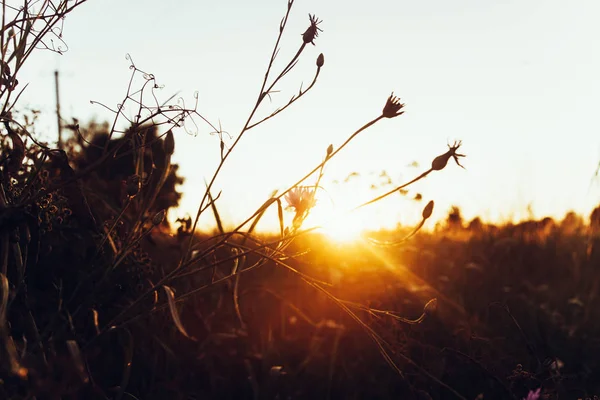 Кукурудзяні квіти в красивому сонячному світлі — стокове фото