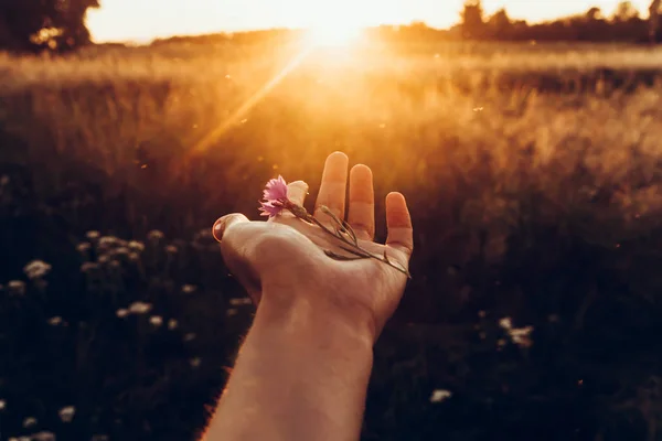 Hand hält Kornblume bei Sonnenuntergang — Stockfoto