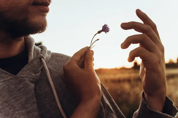 Hands holding cornflower — Stock Photo, Image