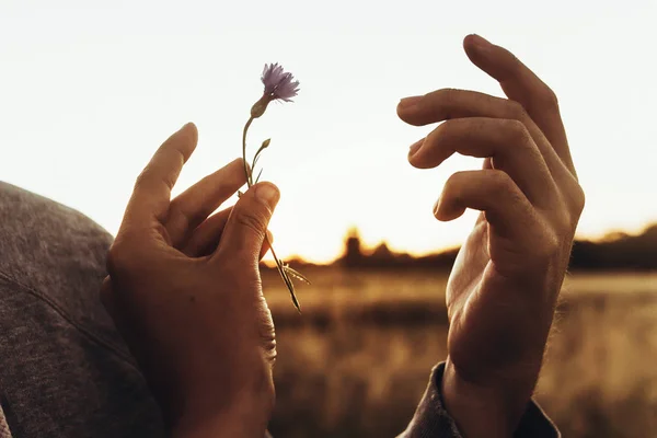 Hände, die Kornblumen halten — Stockfoto