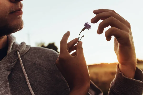 Hand holding cornflower at sunset — Stock Photo, Image