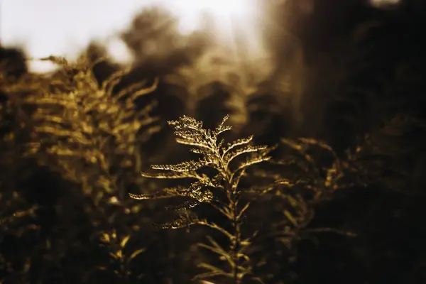 Planta en la noche la luz del sol —  Fotos de Stock