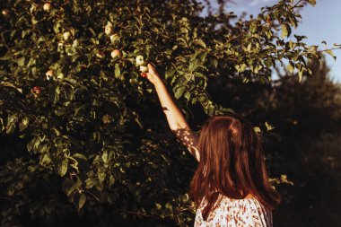 Kadın elma topluyor.