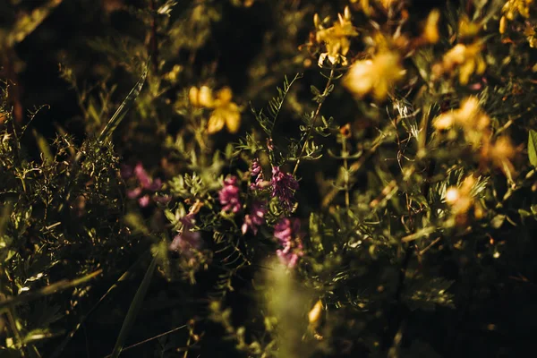 Ungu dan kuning bunga — Stok Foto