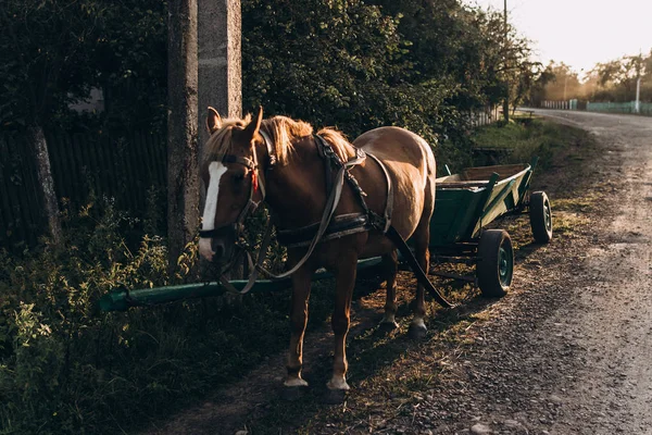 Cavallo in carrozza sulla strada del paese — Foto Stock