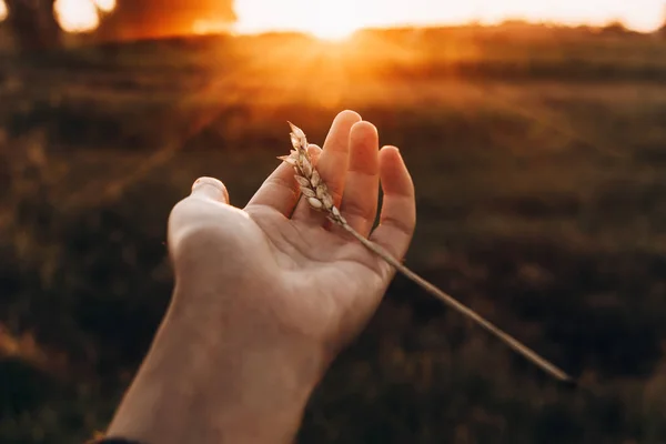 Hand met oor tarwe ik — Stockfoto