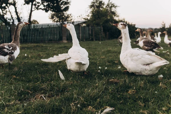 Geese grazing in grassland — Stock Photo, Image