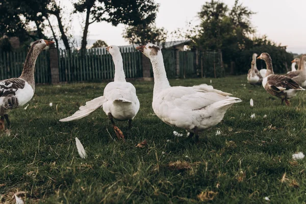 Geese grazing in grassland — Stock Photo, Image