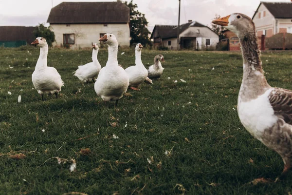 Geese grazing in grassland — Stock Photo, Image