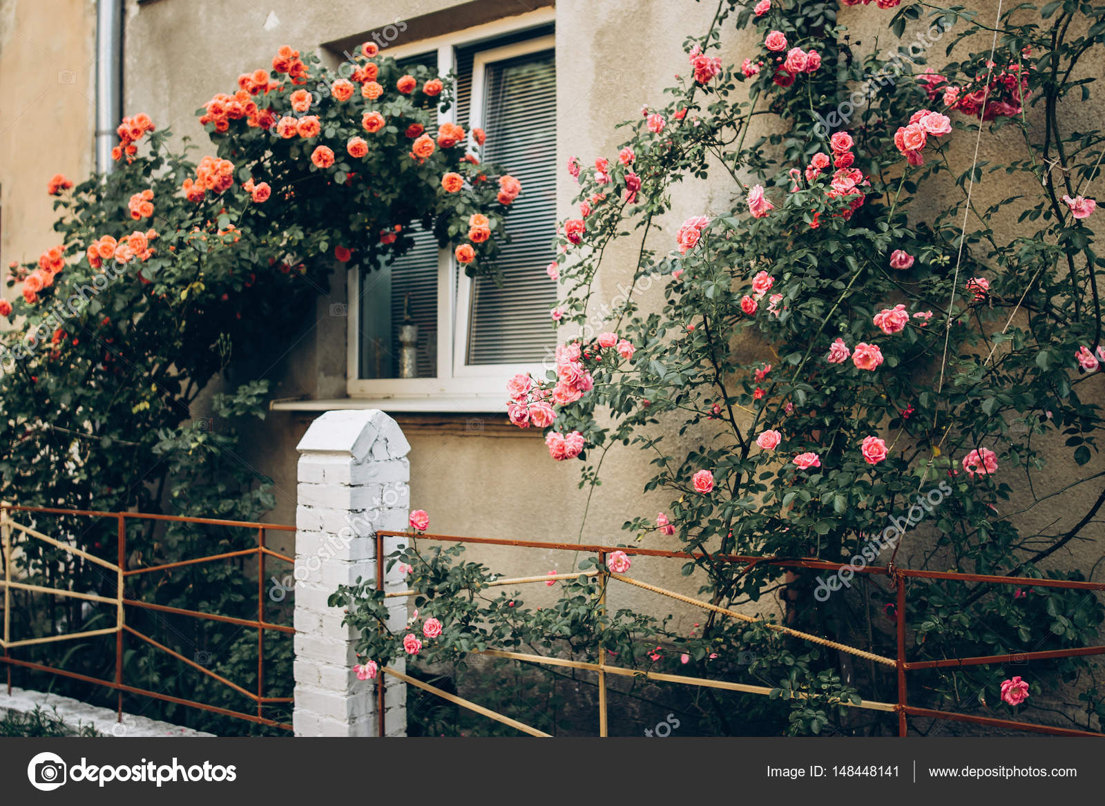 Roses on fence at old house Stock Photo by ©Sonyachny 148448141