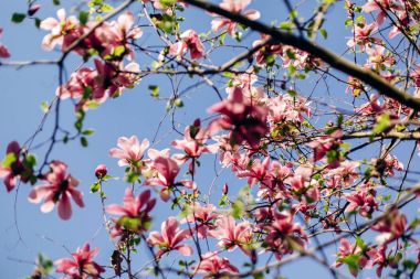 Manolya pembe çiçekler dallar