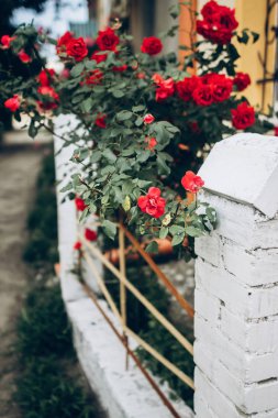 Eski evinde çit güllerinin