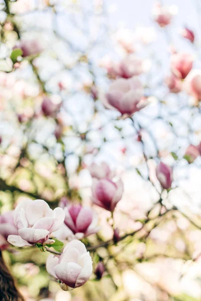 Magnolia rosa blommor — Stockfoto